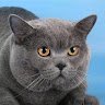 ИРЛАНДСКИЙ КОТИК